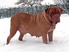 nostalgie de france, elevage de dogues de Bordeaux, chiens de race , Mme Chichkina leveur de Dogues