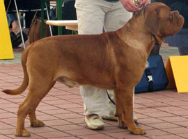 dogues de bordeaux chien de race