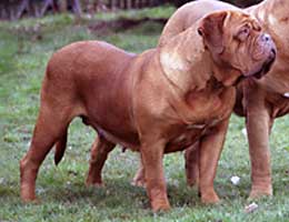 nostalgie de france, elevage de dogues de Bordeaux, chiens de race , Mme Chichkina eleveur de Dogues