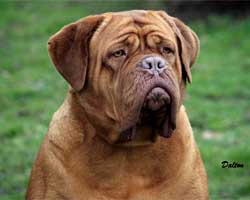 nostalgie de france, elevage de dogues de Bordeaux, chiens de race , Mme Chichkina leveur de Dogues