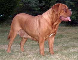 dogues de bordeaux kennel