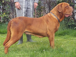 nostalgie de france, elevage de dogues de Bordeaux, chiens de race , Mme Chichkina eleveur de Dogues