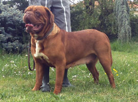 nostalgie de france, elevage de dogues de Bordeaux, chiens de race , Mme Chichkina leveur de Dogues