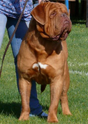 dogues de bordeaux chien de race