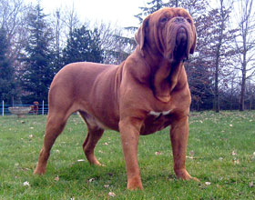 nostalgie de france, elevage de dogues de Bordeaux, chiens de race , Mme Chichkina leveur de Dogues