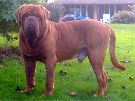 dogues de bordeaux kennel Nostalgie de France, Breeder Mrs Shishkina