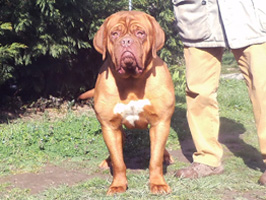 nostalgie de france, elevage de dogues de Bordeaux, chiens de race , Mme Chichkina leveur de Dogues