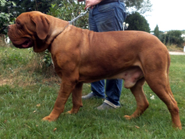 nostalgie de france, elevage de dogues de Bordeaux, chiens de race , Mme Chichkina leveur de Dogues