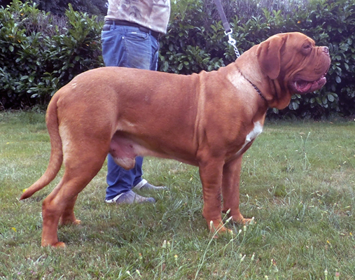 breeder of the Dogue de Bordeaux Mrs Shishkina, Kennel Nostalgie de France