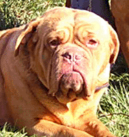 nostalgie de france, elevage de dogues de Bordeaux, chiens de race , Mme Chichkina leveur de Dogues