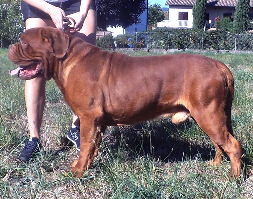 breeder of the Dogue de Bordeaux Mrs Shishkina, Kennel Nostalgie de France