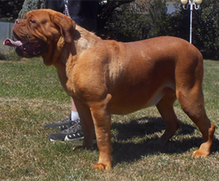 nostalgie de france, elevage de dogues de Bordeaux, chiens de race , Mme Chichkina eleveur de Dogues