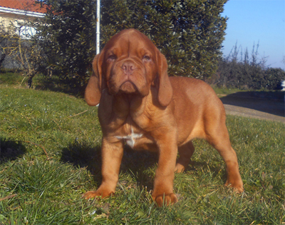 nostalgie de france, elevage de dogues de Bordeaux, chiens de race , Mme Chichkina eleveur de Dogues