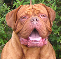 nostalgie de france, elevage de dogues de Bordeaux, chiens de race , Mme Chichkina leveur de Dogues