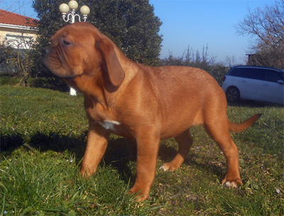 nostalgie de france, elevage de dogues de Bordeaux, chiens de race , Mme Chichkina eleveur de Dogues