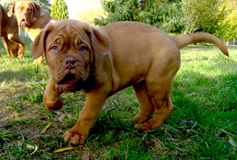 chien de races, molosses, dogues de Bordeaux, elevage de dogues