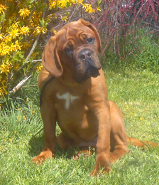 nostalgie de france, elevage de dogues de Bordeaux, chiens de race , Mme Chichkina eleveur de Dogues