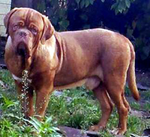 dogues de bordeaux chien de race