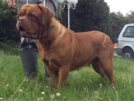 nostalgie de france, elevage de dogues de Bordeaux, chiens de race, Mme Chichkina eleveur de Dogues