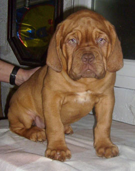 chien de races, molosses, dogues de Bordeaux, elevage de dogues