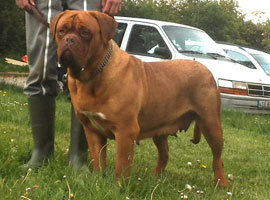 nostalgie de france, elevage de dogues de Bordeaux, chiens de race , Mme Chichkina leveur de Dogues