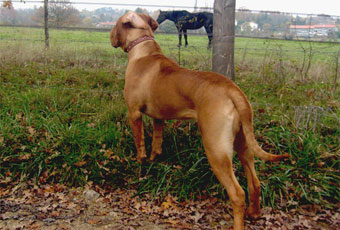 puppy for sale, Dogues de Bordeaux kennel, breeder Mrs Shishkina