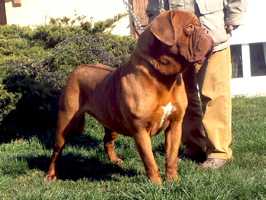 nostalgie de france, elevage de dogues de Bordeaux, chiens de race , Mme Chichkina éleveur de Dogues