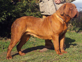 nostalgie de france, elevage de dogues de Bordeaux, chiens de race , Mme Chichkina leveur de Dogues