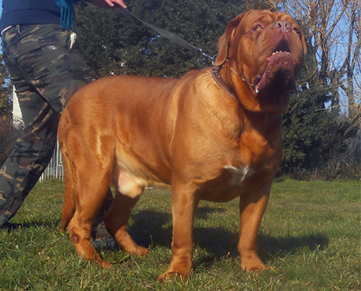 breeder of the Dogue de Bordeaux Mrs Shishkina, Kennel Nostalgie de France