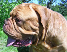 nostalgie de france, elevage de dogues de Bordeaux, chiens de race , Mme Chichkina leveur de Dogues