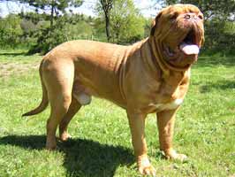 nostalgie de france, elevage de dogues de Bordeaux, chiens de race , Mme Chichkina éleveur de Dogues