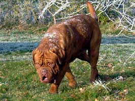 nostalgie de france, elevage de dogues de Bordeaux, chiens de race , Mme Chichkina eleveur de Dogues