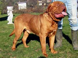 nostalgie de france, elevage de dogues de Bordeaux, chiens de race , Mme Chichkina leveur de Dogues