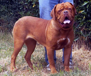 nostalgie de france, elevage de dogues de Bordeaux, chiens de race , Mme Chichkina leveur de Dogues