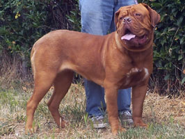 nostalgie de france, elevage de dogues de Bordeaux, chiens de race , Mme Chichkina eleveur de Dogues