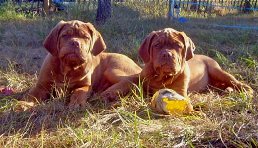 chien de races, molosses, dogues de Bordeaux, elevage de dogues