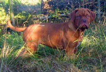 chien de races, molosses, dogues de Bordeaux, elevage de dogues