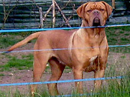 nostalgie de france, elevage de dogues de Bordeaux, chiens de race , Mme Chichkina eleveur de Dogues