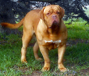 nostalgie de france, elevage de dogues de Bordeaux, chiens de race , Mme Chichkina eleveur de Dogues