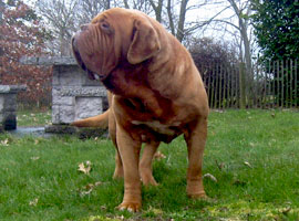 dogues de bordeaux kennel