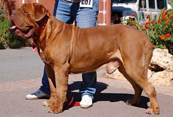 breeder Mrs Shishkina, puppy for sale, Dogues de Bordeaux kennel