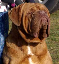 nostalgie de france, elevage de dogues de Bordeaux, chiens de race , Mme Chichkina leveur de Dogues