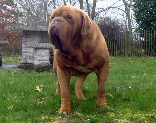 breeder of the Dogue de Bordeaux Mrs Shishkina, Kennel Nostalgie de France