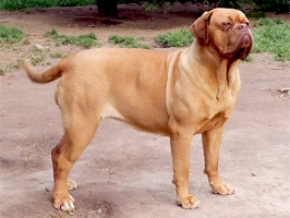 nostalgie de france, elevage de dogues de Bordeaux, chiens de race , Mme Chichkina leveur de Dogues