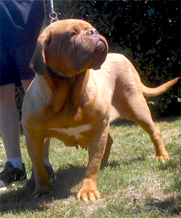 nostalgie de france, elevage de dogues de Bordeaux, chiens de race , Mme Chichkina eleveur de Dogues