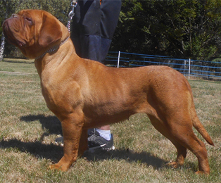 nostalgie de france, elevage de dogues de Bordeaux, chiens de race , Mme Chichkina eleveur de Dogues