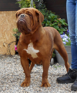 nostalgie de france, elevage de dogues de Bordeaux, chiens de race , Mme Chichkina eleveur de Dogues