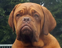 nostalgie de france, elevage de dogues de Bordeaux, chiens de race , Mme Chichkina leveur de Dogues