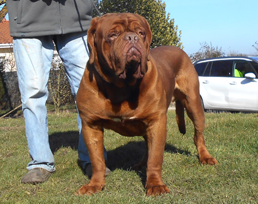 breeder of the Dogue de Bordeaux Mrs Shishkina, Kennel Nostalgie de France