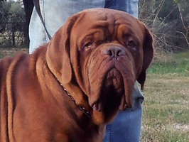 nostalgie de france, elevage de dogues de Bordeaux, chiens de race , Mme Chichkina leveur de Dogues